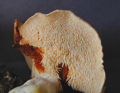 Hydnum aurantiascens.